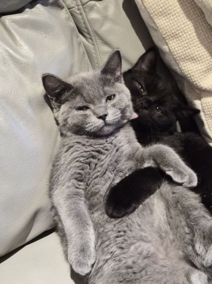 บริติชช็อทแฮร์แท้ๆ คละสี มีใบเพ็ดนอก 