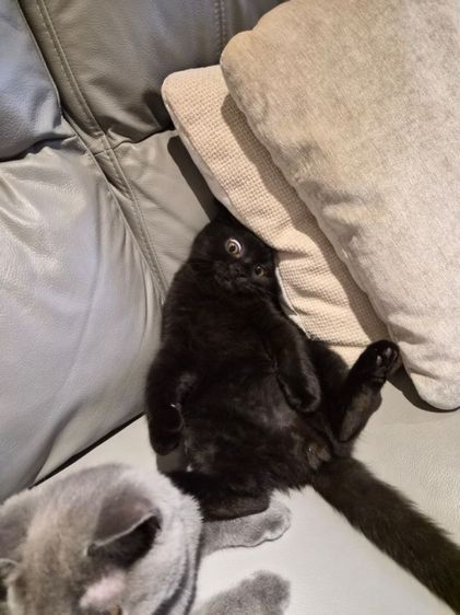 บริติชช็อทแฮร์แท้ๆ คละสี มีใบเพ็ดนอก  รูปที่ 3