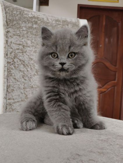 แมวบริติชช็อตแฮร์ รูปที่ 2