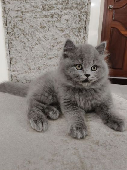 บริติช ชอร์ตแฮร์ (British Shorthair) แมวบริติชช็อตแฮร์
