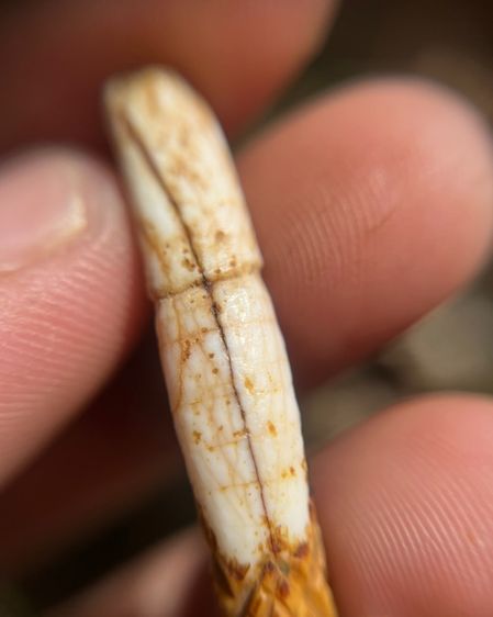 ปลักขิกไม่ทราบที่ (มีสินค้าหลายรายการกดเข้ามาดูในโปรไฟล์ได้เลยครับ) รูปที่ 6