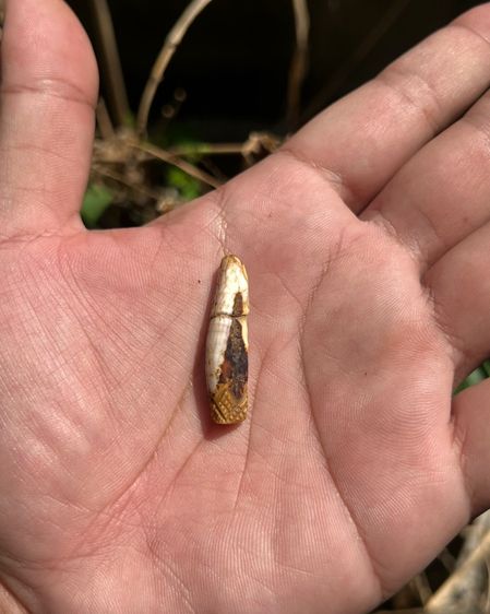 ปลักขิกไม่ทราบที่ (มีสินค้าหลายรายการกดเข้ามาดูในโปรไฟล์ได้เลยครับ) รูปที่ 3