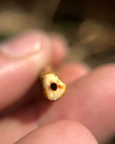 ปลักขิกไม่ทราบที่ (มีสินค้าหลายรายการกดเข้ามาดูในโปรไฟล์ได้เลยครับ) รูปที่ 7