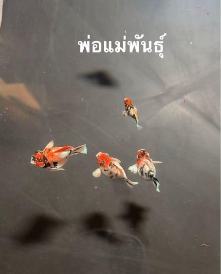 ปลาบอลลูน บ้านฉาง-ระยอง รูปที่ 2