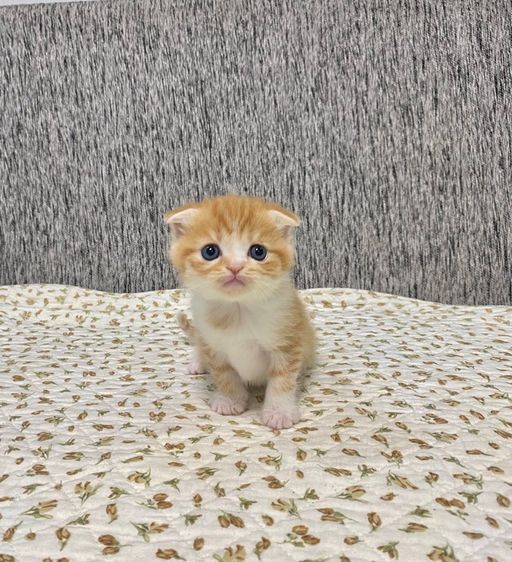 สก็อตติช โฟลด์ (Scottish Fold) แมวสก็อตติช