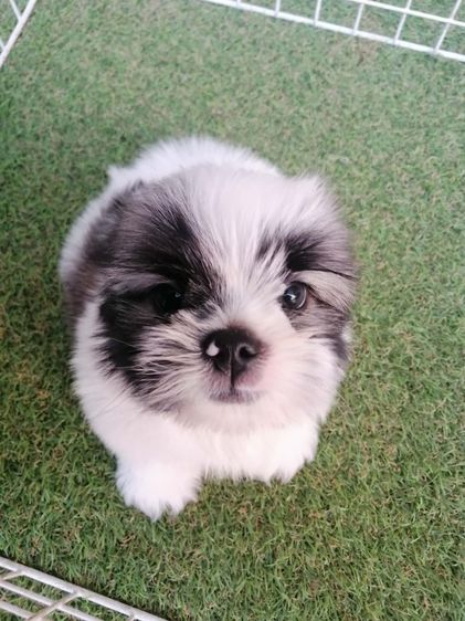 ชิสุห์เเท้ จัดโปร 2 ตัวสุดท้าย ช. พร้อมย้าย รูปที่ 5