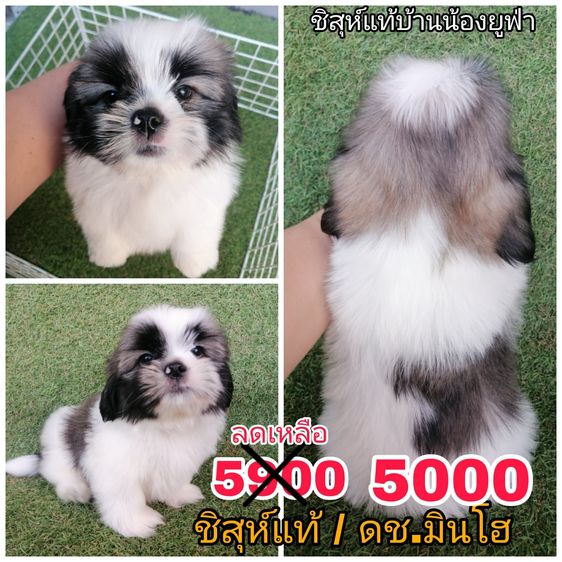 ชิสุห์เเท้ จัดโปร 2 ตัวสุดท้าย ช. พร้อมย้าย