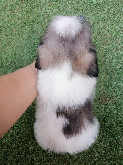 ชิสุห์เเท้ จัดโปร 2 ตัวสุดท้าย ช. พร้อมย้าย รูปที่ 6