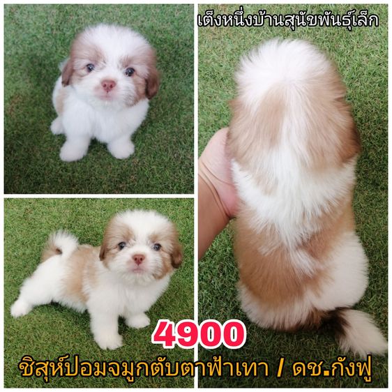 ชิสุห์ปอม พร้อมย้าย