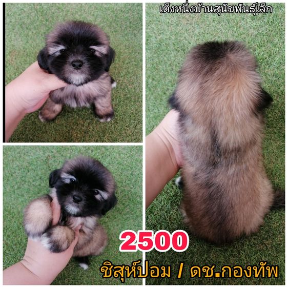 ชิสุห์ปอม พร้อมย้าย รูปที่ 3