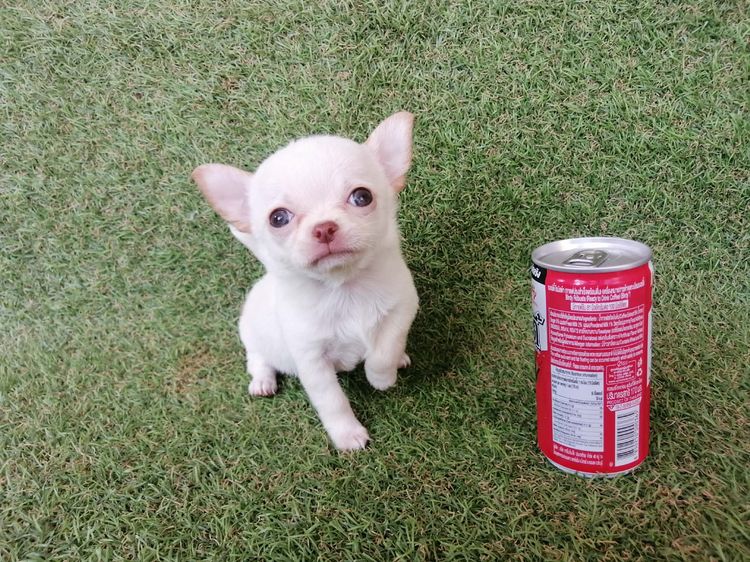 ชิวาว่าเเท้ ชายล้วน ไซส์เล็ก พร้อมย้าย รูปที่ 4