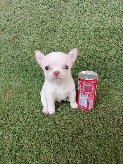 ชิวาว่าเเท้ ชายล้วน ไซส์เล็ก พร้อมย้าย รูปที่ 6