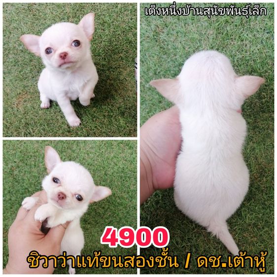 ชิวาว่าเเท้ ชายล้วน ไซส์เล็ก พร้อมย้าย