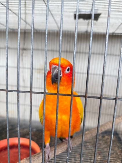 ซันคอนัวร์