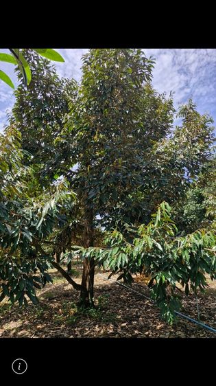 ขายไร่ผลไม้พร้อมมบ้านเดี่ยว รูปที่ 2