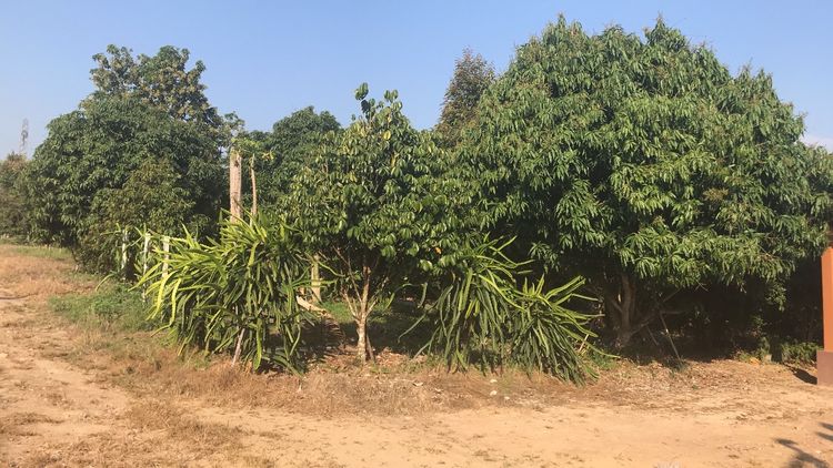 ขายไร่ผลไม้พร้อมมบ้านเดี่ยว รูปที่ 3