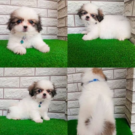 ชิสุห์ปักกิ่ง