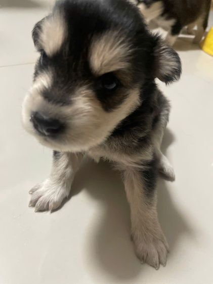 ไซบีเรียนผสมโกลเด้น รูปที่ 3