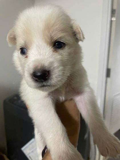 ไซบีเรียนผสมโกลเด้น รูปที่ 2