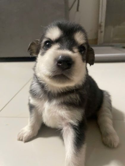 ไซบีเรียนผสมโกลเด้น