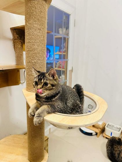 สก๊อตติสโฟลด์ รูปที่ 6