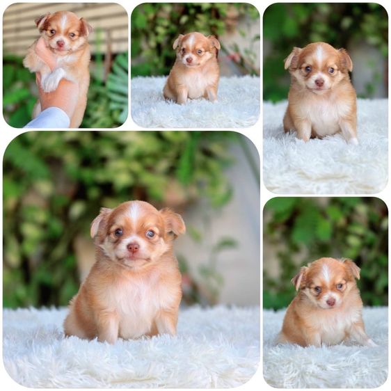 ชิวาวา (Chihuahua) เล็ก ชิวาวาแท้ เพศผู้ ขนยาว