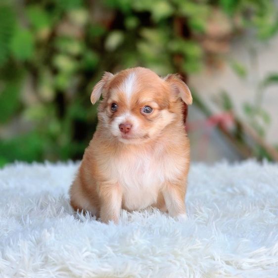 ชิวาวาแท้ เพศผู้ ขนยาว รูปที่ 6