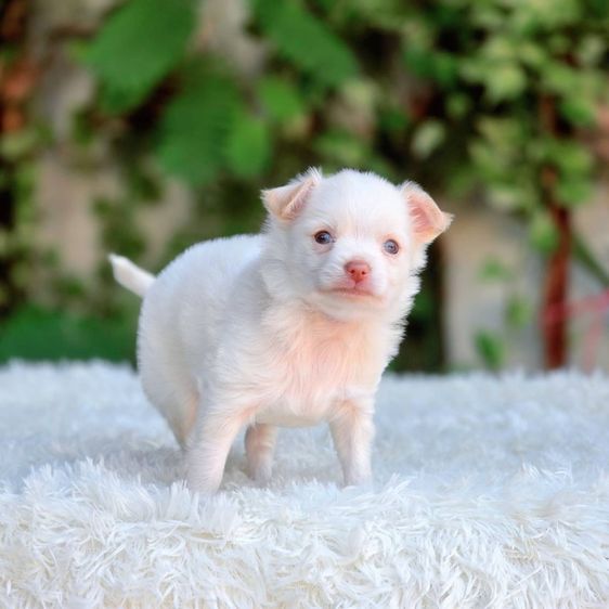 ชิวาวาแท้ ขนยาว เพศผู้ รูปที่ 5