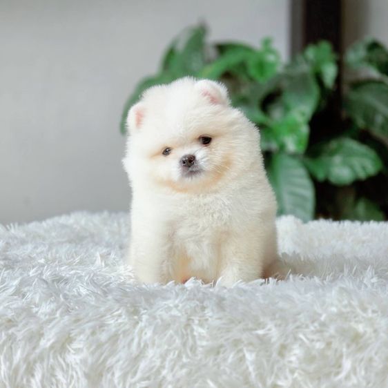 ปอมเมอเรเนียน เพศผู้ สีขาวครีม รูปที่ 4