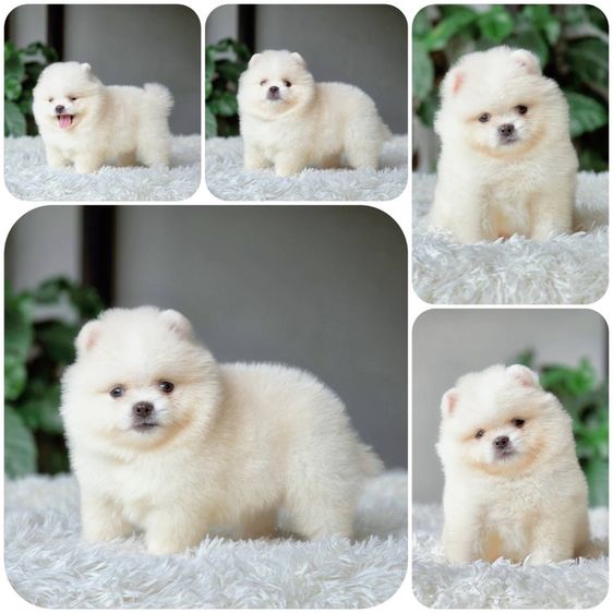 ปอมเมอเรเนียน (Pomeranian) เล็ก ปอมเมอเรเนียน เพศผู้ สีขาวครีม