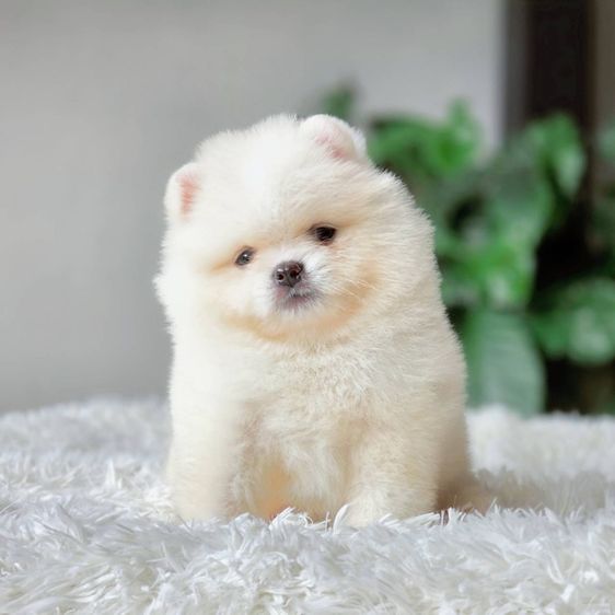 ปอมเมอเรเนียน เพศผู้ สีขาวครีม รูปที่ 8