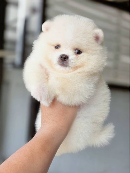 ปอมเมอเรเนียน เพศผู้ สีขาวครีม รูปที่ 2