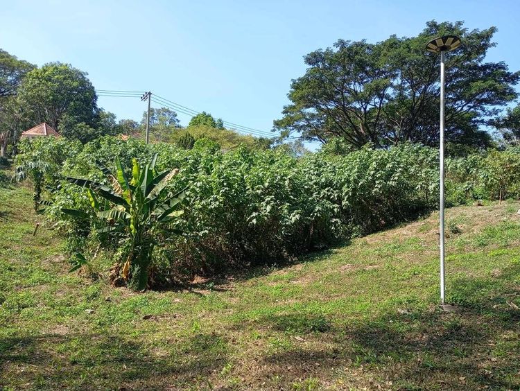 ที่ดินมวกเหล็ก ใกล้เขาใหญ่ ในโครงการชาญอิสระ สูงกว่าระดับน้ำทะเล 290 เมตร