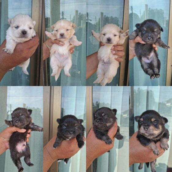 ชิวาว่า  3500-4500 รูปที่ 4