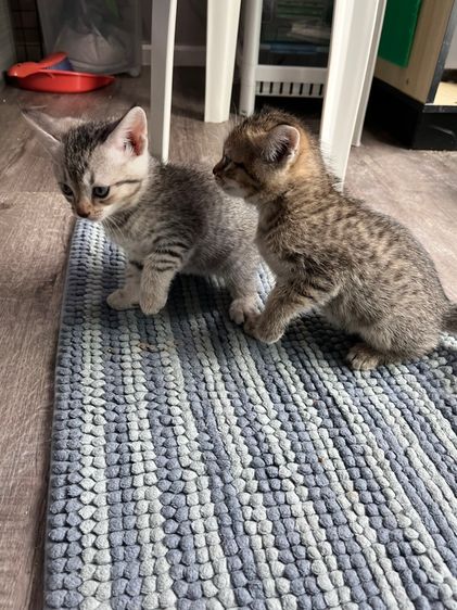 ลูกผสมสก็อตติชีวิตอเมริกันช็อตแฮร์ น่ารักๆครับ รูปที่ 2