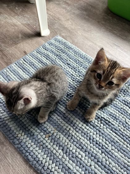 ลูกผสมสก็อตติชีวิตอเมริกันช็อตแฮร์ น่ารักๆครับ รูปที่ 7