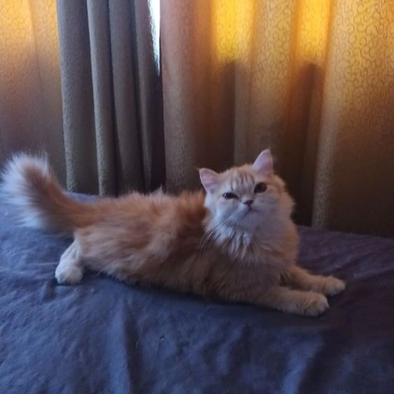 เเมวสก๊อตติชโฟ รูปที่ 2