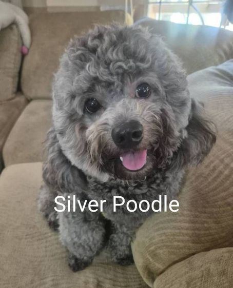 พุดเดิ้ล สีSilver Poodle เพศเมีย รูปที่ 7