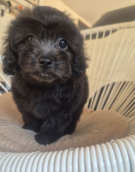 พุดเดิ้ล สีSilver Poodle เพศเมีย รูปที่ 2