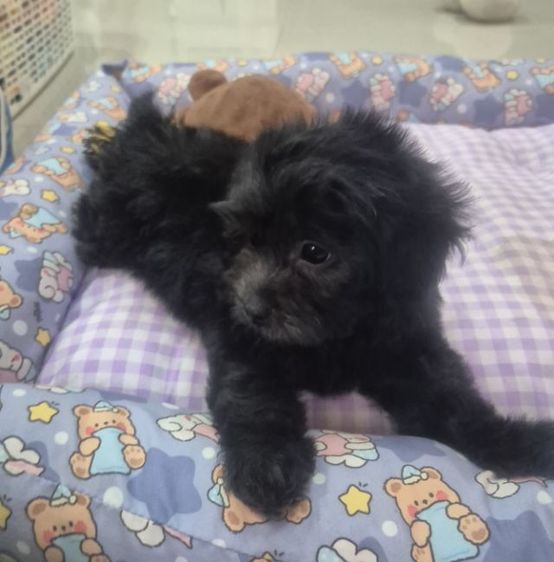 พุดเดิ้ล สีSilver Poodle เพศเมีย รูปที่ 5