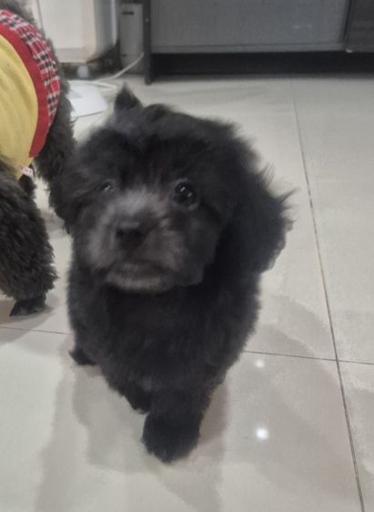 พุดเดิ้ล สีSilver Poodle เพศเมีย รูปที่ 6
