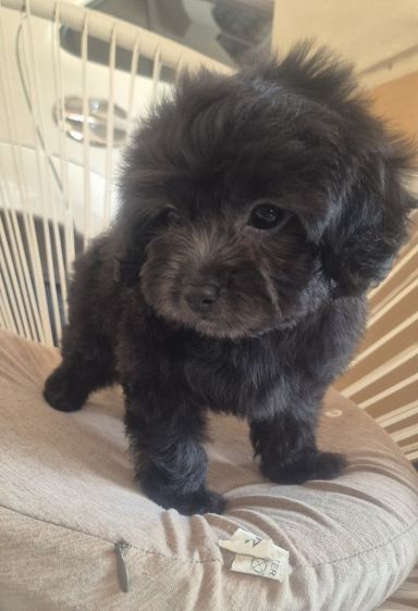 พุดเดิ้ล สีSilver Poodle เพศเมีย