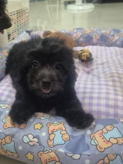 พุดเดิ้ล สีSilver Poodle เพศเมีย รูปที่ 4