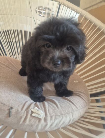 พุดเดิ้ล สีSilver Poodle เพศเมีย รูปที่ 3