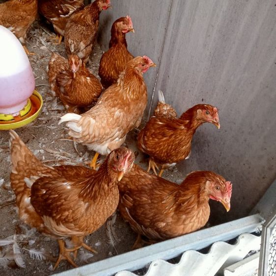ไก่ไข่ อายุุ3เดือน ใก้ลไข่ แข็งแรง สมบูรณ์ รูปที่ 3