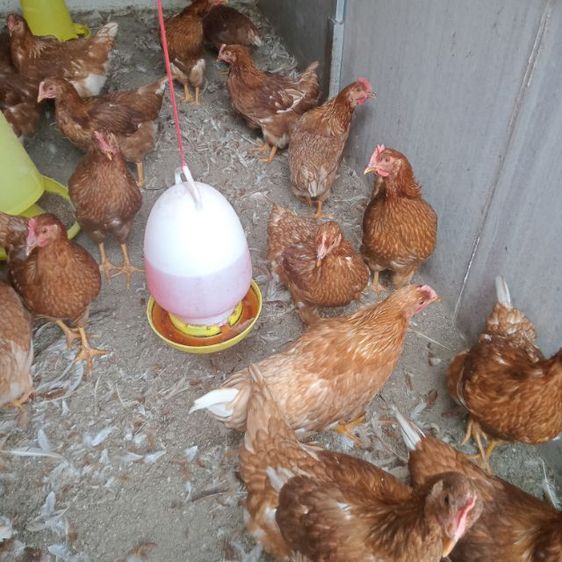 ไก่ไข่ อายุุ3เดือน ใก้ลไข่ แข็งแรง สมบูรณ์ รูปที่ 2