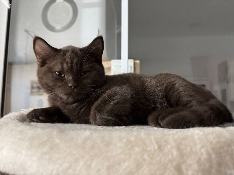 บริติชช๊อตแฮร์ช้อตกาแลต หญิง  รูปที่ 7