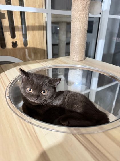 บริติชช๊อตแฮร์ช้อตกาแลต หญิง  รูปที่ 8