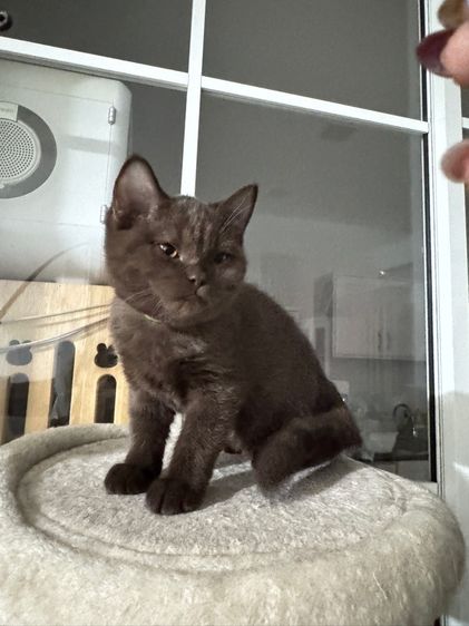 บริติชช๊อตแฮร์ช้อตกาแลต หญิง  รูปที่ 3