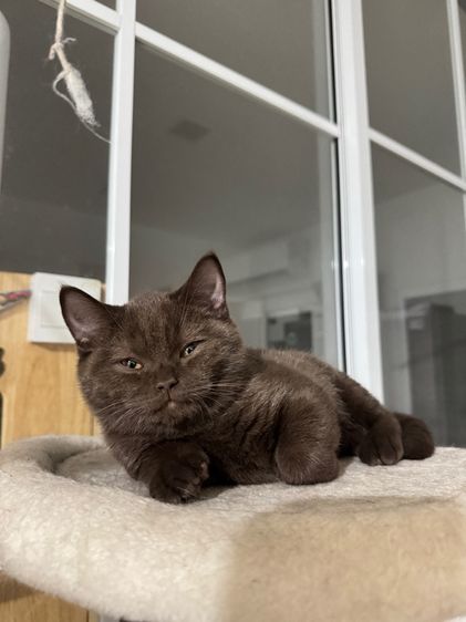 บริติชช๊อตแฮร์ช้อตกาแลต หญิง 